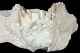 Oreodont (Merycoidodon) Partial Skull - Wyoming #123182-6